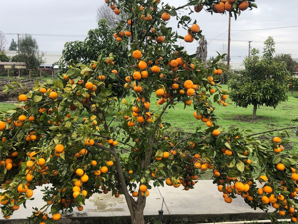 蜂蜜柑橘味(25个)