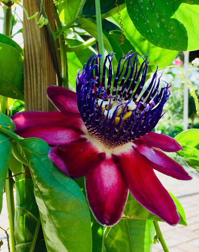 Passion fruit (10 count)