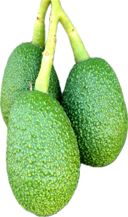 Avocado (6 count)