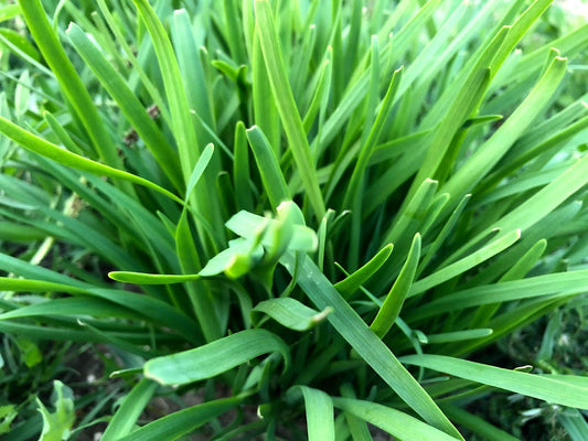 Chinese chives