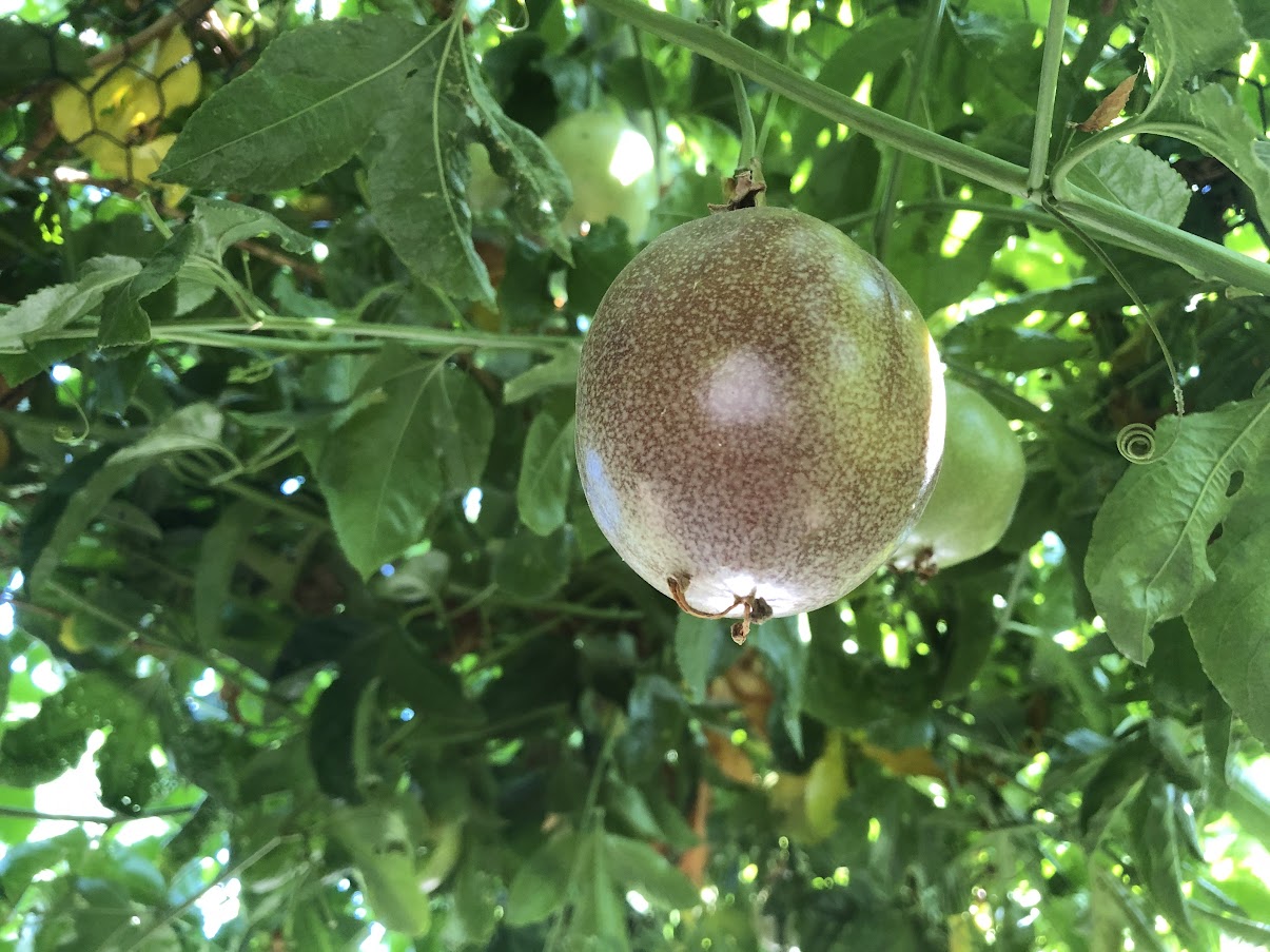 Passion fruit (10 count)