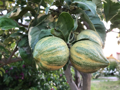 粉紅檸檬（5個）